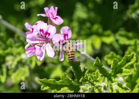 Abeille de miel occidental (APIS mellifera) sucer géraniums de roses (Pelargonium graveolens), ville d'Isehara, préfecture de Kanagawa, Japon Banque D'Images