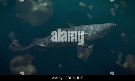 Pollution plastique dans l'océan, rare requin Groenland entouré de déchets dangereux Banque D'Images