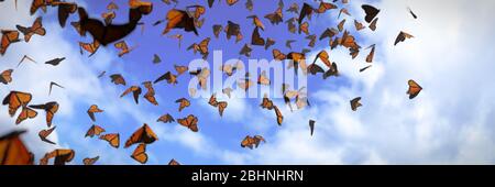 Groupe de papillons monarques, Danaus plexippus swarm Banque D'Images