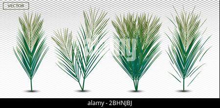 feuilles de palmier vertes réalistes en relief. Feuilles de palmier tropicales isolées sur fond transparent. Laisse vers le haut. Illustration vectorielle. Illustration de Vecteur