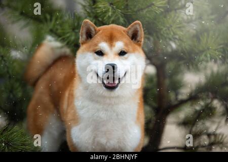 Beau portrait d'un chien chiba sur le fond d'une forêt. Banque D'Images