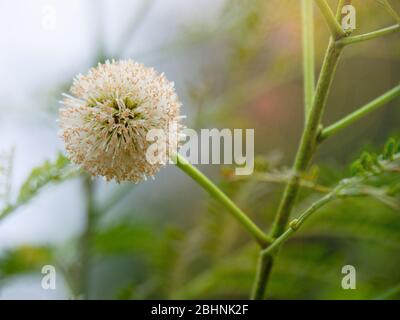 Fleur de Leucaena leucocephala. De fleur de wit Banque D'Images