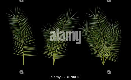 Feuille exotique tropicale sous différents angles. Feuilles de palmier vertes réalistes en relief sur fond noir. Jeu d'icônes. Illustration vectorielle. Illustration de Vecteur