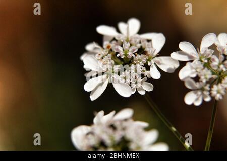 Belles fleurs de Coriandrum sativum dans le jardin au printemps Banque D'Images