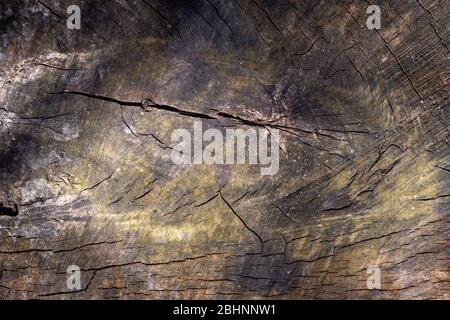 Les anneaux de croissance des arbres old weathered wood texture avec la section d'un journal de coupe montrant les anneaux de croissance annuels concentriques comme une télévision nature background Banque D'Images