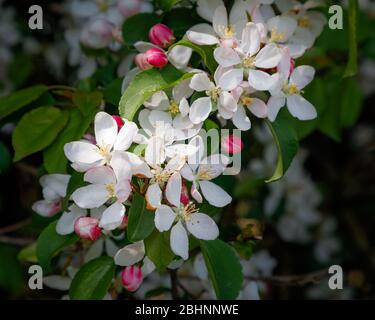 Gros plan de la fleur blanche d'un arbre de pommier à crabes (Malus sylvestris) avec bourgeons roses et feuilles vertes. Banque D'Images