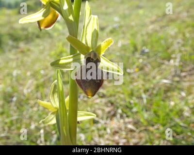 Le début de l'araignée-orchidée sur un pré en Allemagne au printemps Banque D'Images