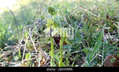 Le début de l'araignée-orchidée sur un pré en Allemagne au printemps Banque D'Images