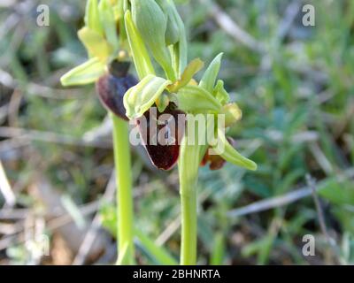 Le début de l'araignée-orchidée sur un pré en Allemagne au printemps Banque D'Images