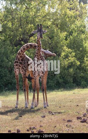 Un troupeau de Masai Giraffe (Giraffa camelopardalis) photographié dans le Parc National Serengeti, Tanzanie Banque D'Images