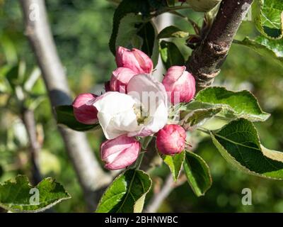 Un gros plan des fleurs et des bourgeons du dessert pomme Ashmeads Kernel Banque D'Images