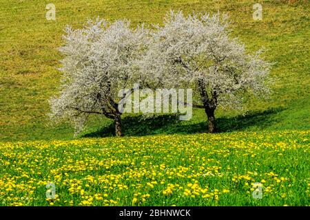 Deux pommiers en fleurs sur le terrain, Jura Mountains, Suisse. Banque D'Images