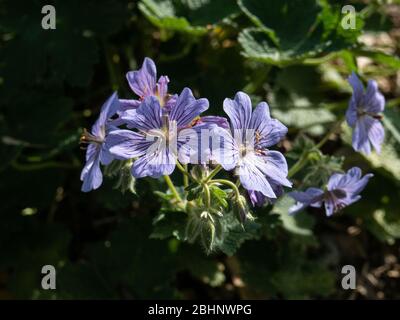 Gros plan sur les fleurs bleues de la lavande de Géranium Stephanie Banque D'Images