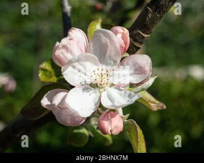 Un gros plan des fleurs et des bourgeons de la pomme de dessert Spartan Banque D'Images