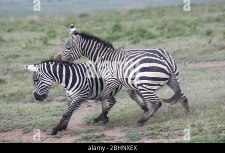 Le zébra de Grant (Equus burchellii boehmi) hommes luttant, parc national de Nakuru, Kenya. Banque D'Images