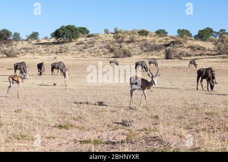 Paysagiste des dunes rouges dans le parc transfrontière de Kgalagadi, au nord du Cap, en Afrique du Sud avec le wildebeest et le springbuck de pâturage dans la rivière Aoub Banque D'Images