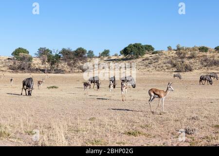 Paysagiste des dunes rouges dans le parc transfrontière de Kgalagadi, au nord du Cap, en Afrique du Sud avec le wildebeest et le springbuck de pâturage dans la rivière Aoub Banque D'Images