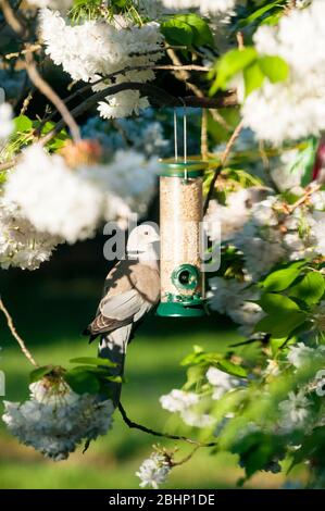 Colombe, Streptopelia décaocto, nourrira à partir d'un bac à graines dans un cerisier fleuri, Prunus japonica. Banque D'Images