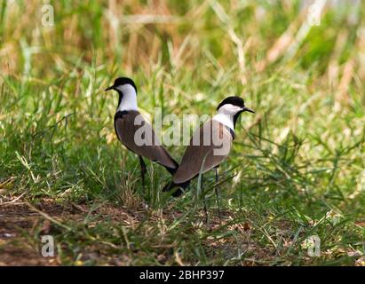 Une paire de Lapwing ailées à épi sont toujours vigilantes, protégeant leur territoire contre les intrus, particulièrement pendant la saison de reproduction Banque D'Images