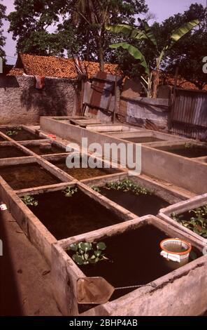 Élevage de poissons d'aquarium à Jakarta, Indonésie Banque D'Images