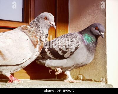 Deux pigeons s'asseoir sur le seuil de la fenêtre Banque D'Images