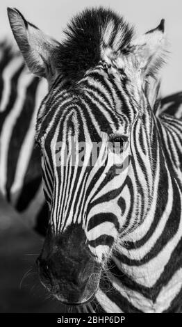 Monochrome, vue de face de la jeune tête d'animal zébrée, en plein air au West Midland Midlands Safari Park, Royaume-Uni. Face zébrée. Banque D'Images