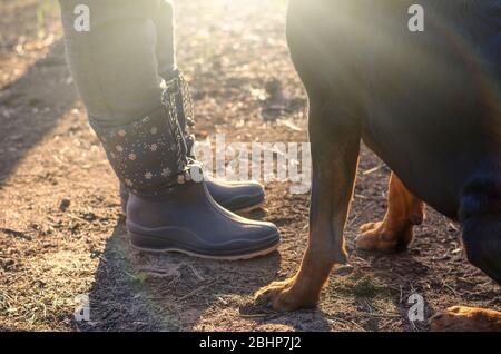 Le chien est obéissant aux pieds des femmes dans des bottes en caoutchouc. Un rottweiler adulte exécute les commandes du propriétaire sur le site de formation. Chiens d'entraînement. GRO Banque D'Images