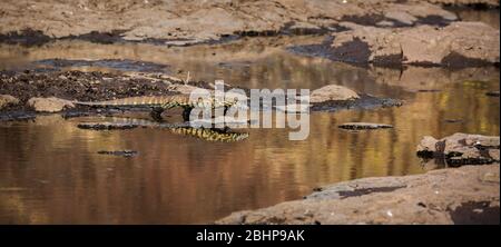 Surveillance du Nil marcher dans l'eau avec réflexion dans le parc national Kruger, Afrique du Sud ; espèce Varanus niloticus famille des Varanidae Banque D'Images