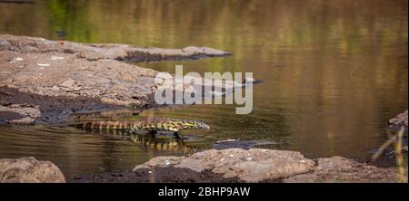 Surveillance du Nil marcher dans l'eau avec réflexion dans le parc national Kruger, Afrique du Sud ; espèce Varanus niloticus famille des Varanidae Banque D'Images