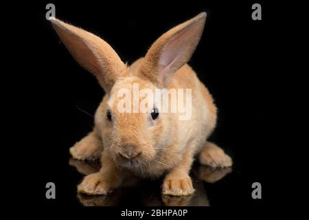 Joli lapin rex rouge orange marron isolé sur fond noir Banque D'Images