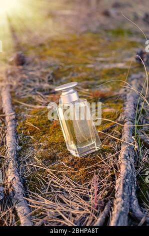 Bouteille de parfum parmi les racines de cônes et d'aiguilles. Bouteille rectangulaire en verre sur le sol dans la forêt du matin. Produits de parfumerie. Gros plan. SELECTIV Banque D'Images