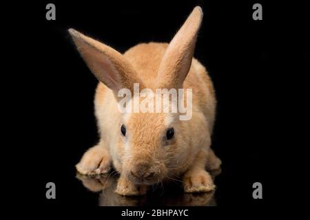 Joli lapin rex rouge orange marron isolé sur fond noir Banque D'Images