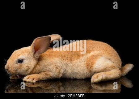 Joli lapin rex rouge orange marron isolé sur fond noir Banque D'Images