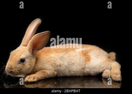 Joli lapin rex rouge orange marron isolé sur fond noir Banque D'Images