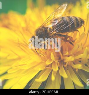 L'abeille recueille le nectar et le pollen sur la fleur jaune de pissenlit Banque D'Images