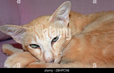 Chat tabby à pois rouges orientaux/siamois Banque D'Images