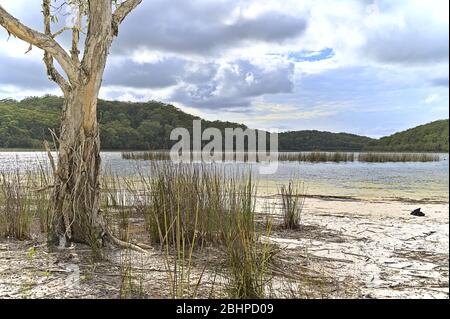 Arbre au lac Birraété sur l'île Frazer Banque D'Images