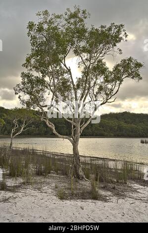 Arbre au lac Birraété sur l'île Frazer Banque D'Images