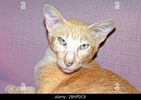 Tabby oriental ou chat siamois à pois rouges Banque D'Images