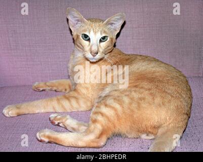 Tabby oriental ou chat siamois à pois rouges Banque D'Images