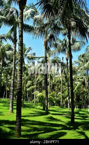 Palmiers dans un tapis d'herbe verte Banque D'Images