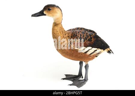 Le canard siffleur errant (Dendrocygna arcuata) ou le canard arboré isolé sur fond blanc Banque D'Images