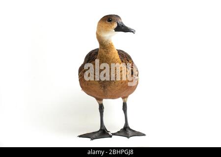 Le canard siffleur errant (Dendrocygna arcuata) ou le canard arboré isolé sur fond blanc Banque D'Images