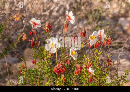 Cistus clusii, Rock Rose Banque D'Images