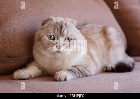 Un très beau chat bleu-eyed se trouve sur une chaise confortable et regarde dans la caméra. Banque D'Images