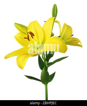 Belles lilas jaunes (Lilium, Liliaceae) avec bourgeons isolés sur fond blanc, y compris le chemin de découpe. Allemagne Banque D'Images