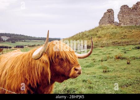 Une vache écossaise de haute race sur le pâturage avec le château Roy du XIIe siècle sur le fond. Ecosse, Royaume-Uni. Banque D'Images