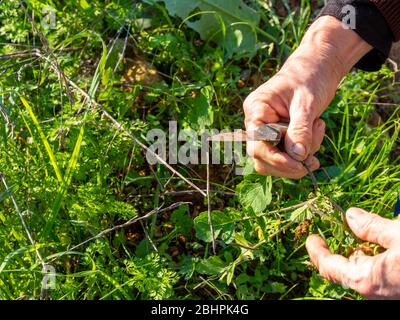 Mains d'une femme qui collecte des légumes dans le jardin. Concept d'agriculture. Banque D'Images