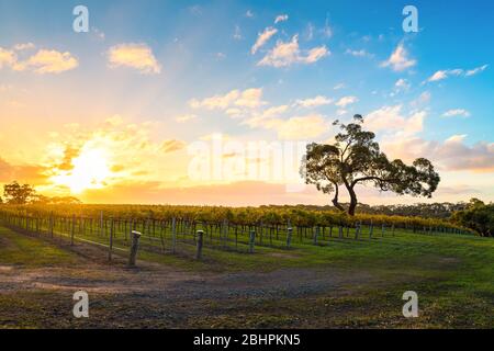 Vignoble de McLaren Vale avec arbre au coucher du soleil, Australie méridionale Banque D'Images