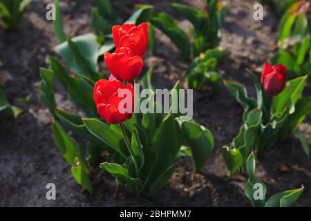 Trois magnifiques tulipes dans le jardin au coucher du soleil. Plantation de fleurs. Fond floral avec lumière chaude. Banque D'Images